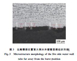 图３ 远离爆裂位置背火侧水冷壁管显微组织形貌